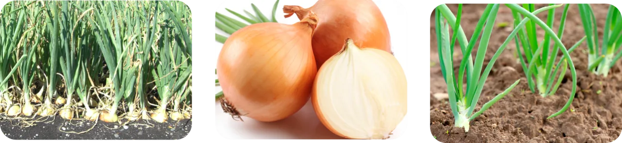 اکسی فلورفن