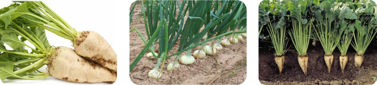 ستوکسیدیم