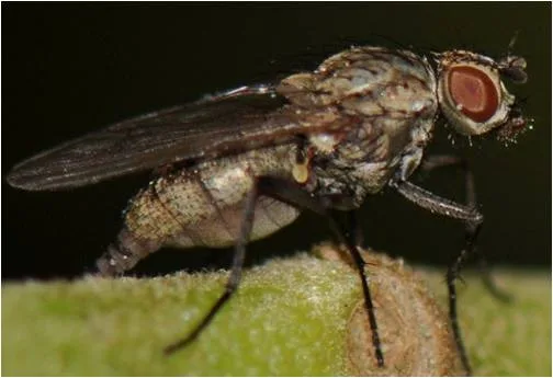 Adult bean seed fly