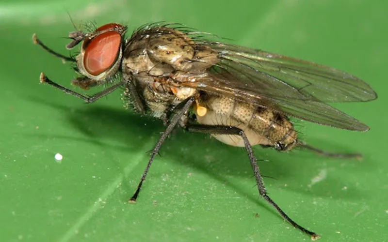 Bean Seed Fly