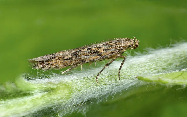 Tomato Leafminer